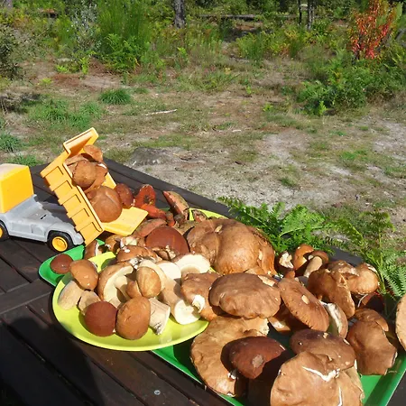 Cap'cabane 3* Captieux