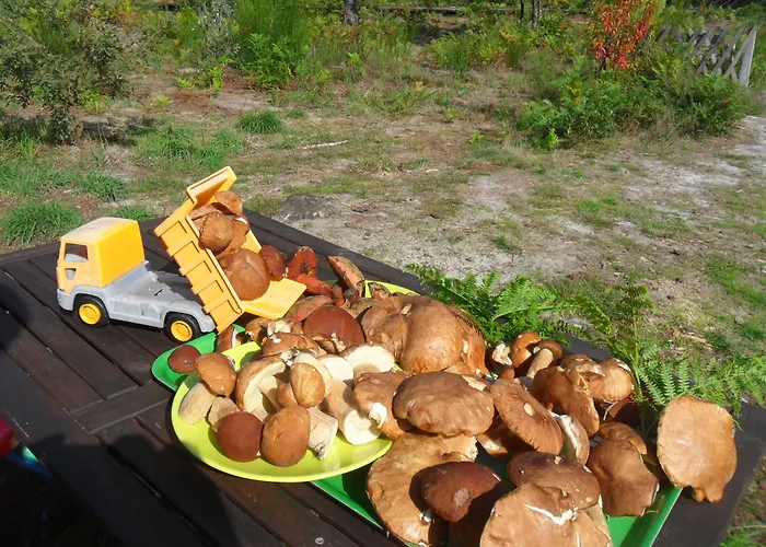 Cap'cabane 3* Captieux